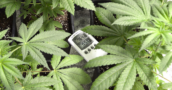 Optimum Temperature For Marijuana Plants